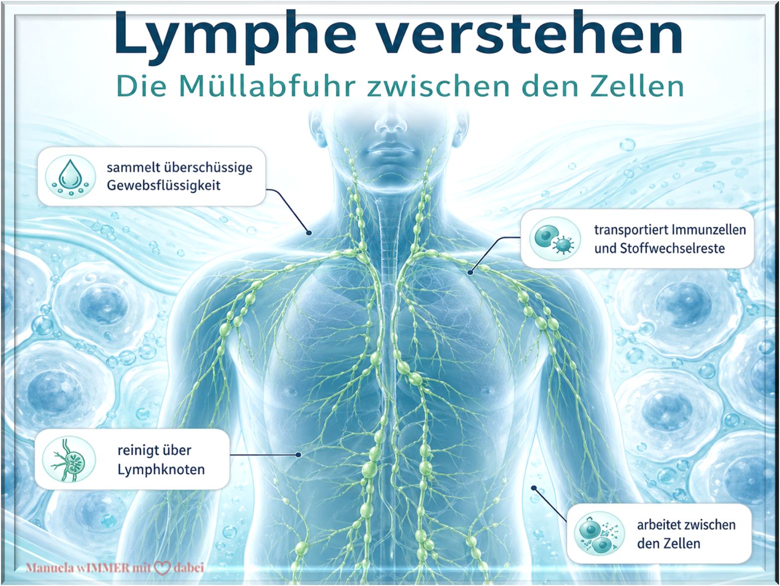 Lymphe verstehen – die Müllabfuhr zwischen den Zellen als Bild für Reinigung, Transport und Zellzwischenraum